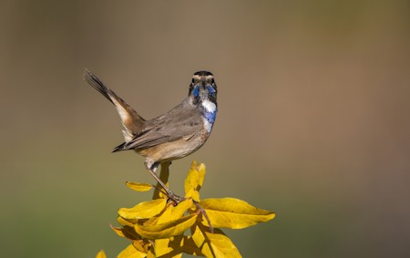 Animal, Bird, Finch, Jay, Wren